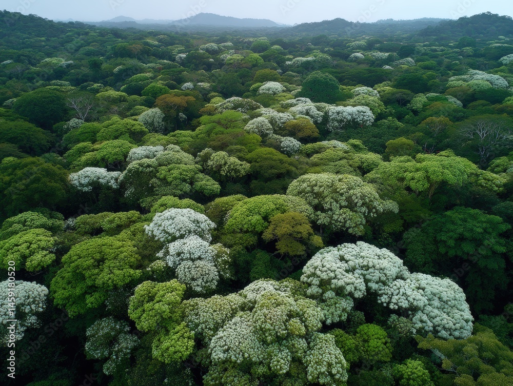 Aerial view of a lush green forest canopy with dense, leafy trees stretching to the horizon under a hazy sky.