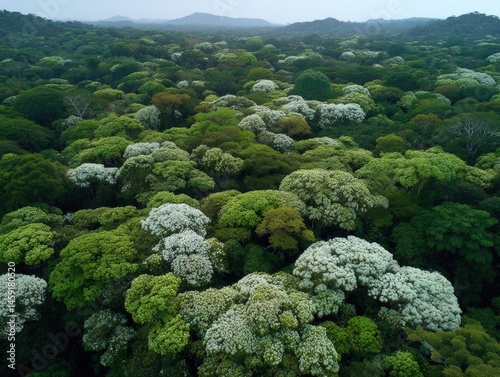 Obraz na płótnie Aerial view of a lush green forest canopy with dense, leafy trees stretching to the horizon under a hazy sky. w salonie