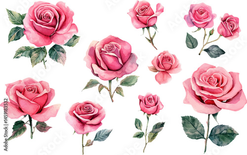 watercolor pink roses flowers