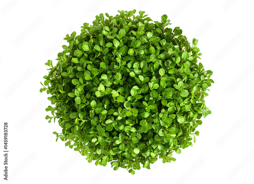 Fototapeta premium Heap of green rucola