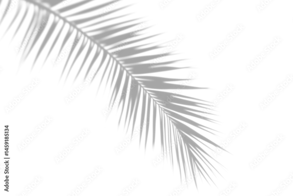 shadow overlay effects of realistic palm tree leaf shadow with light blur on transparent background,summer sunlight and shadow overlay effect,natural shadow of tropical plants shadow overlay effects of realistic palm tree leaf shadow with light blur on transparent background,summer sunlight and shadow overlay effect,natural shadow of tropical plants