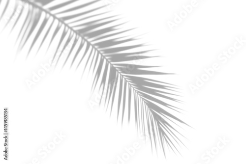 shadow overlay effects of realistic palm tree leaf shadow with light blur on transparent background,summer sunlight and shadow overlay effect,natural shadow of tropical plants