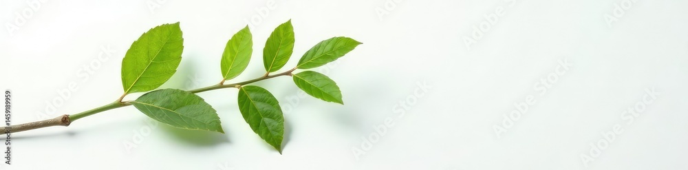 Fototapeta premium A single branch against a pure white surface with delicate leaf veins, branches, nature