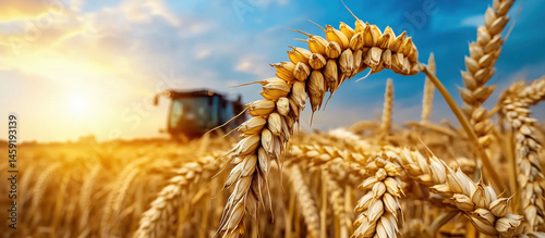 Combine harvester harvesting ripe wheat at sunset in field