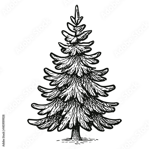 Spruce Tree Item 2