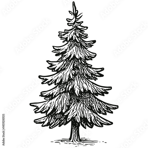 Spruce Tree Item 8
