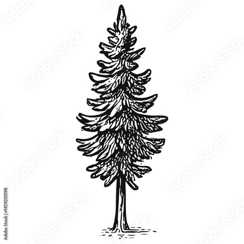 Spruce Tree Item 9