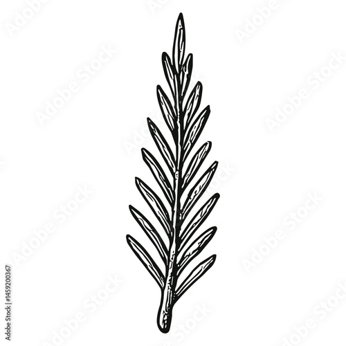 Spruce Tree Item 15