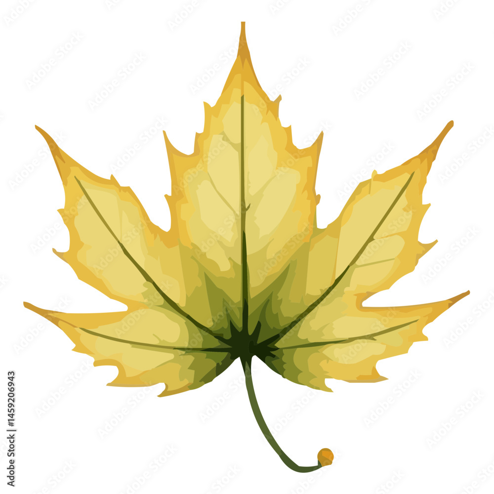 Obraz premium maple leaves watercolor