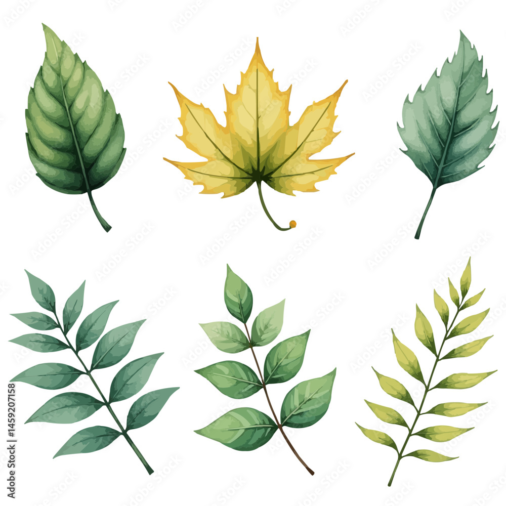 Fototapeta premium set of green leaves watercolor