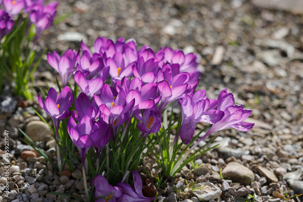 Fototapeta premium Krokusse (Crocus) Frühlingsblume mit lila Blüten 
