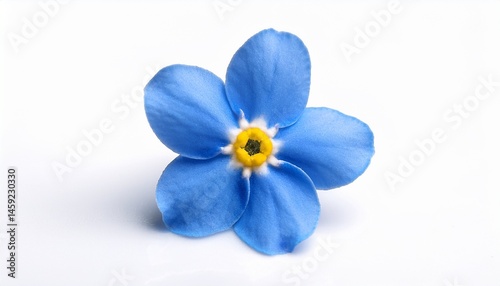single blue forget me not bloom against white backdrop blooms isolated