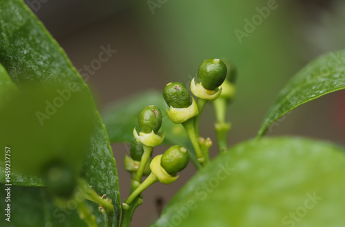 Close up of a tangerines