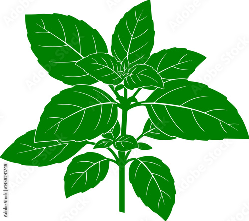 Basil herb leaves isolated on white background vector illustration
