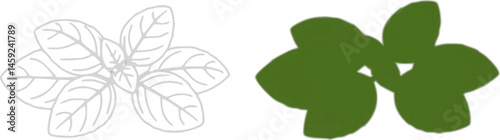 Basil herb leaves isolated on white background vector illustration
