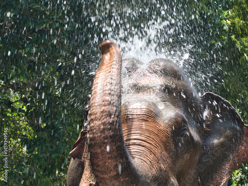 Canvas Print Elephants play in the water and spray water with their trunks.