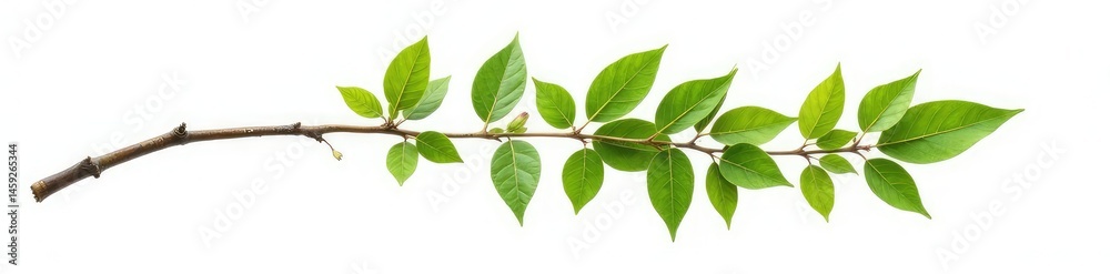 Fototapeta premium Single isolated tree branch on white background, isolation, organic