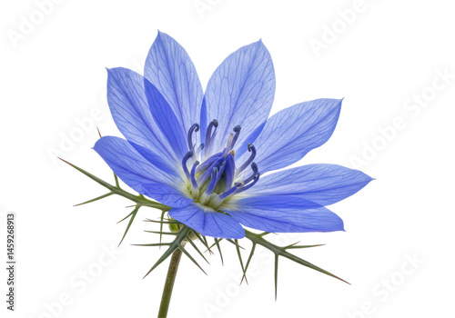 Azure LoveinaMist photo
