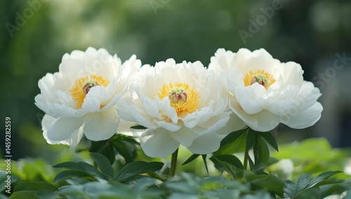 Delicate white peonies in garden