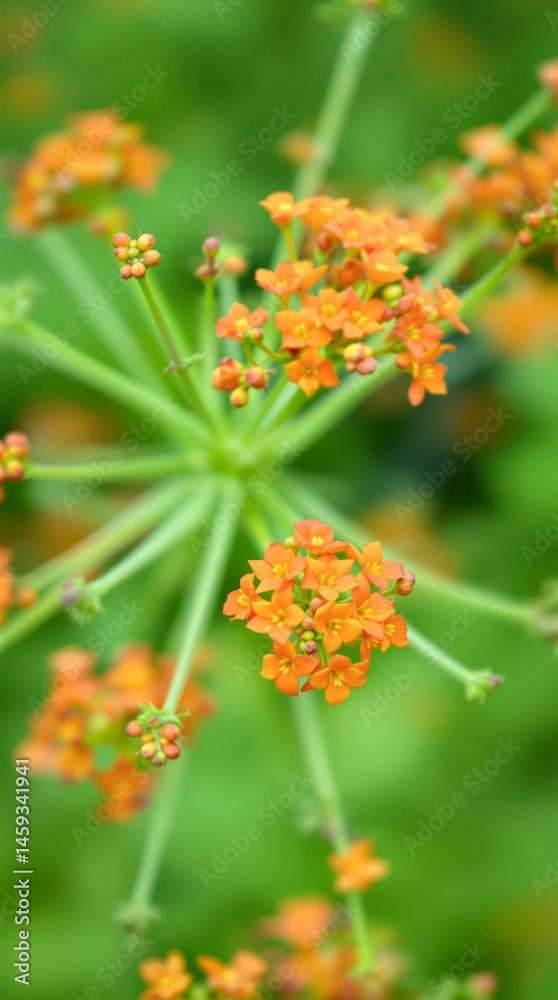 Obraz premium close-up of vibrant orange flower clusters against a green background