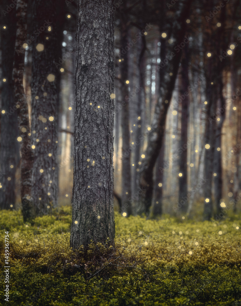 Obraz premium misty forest