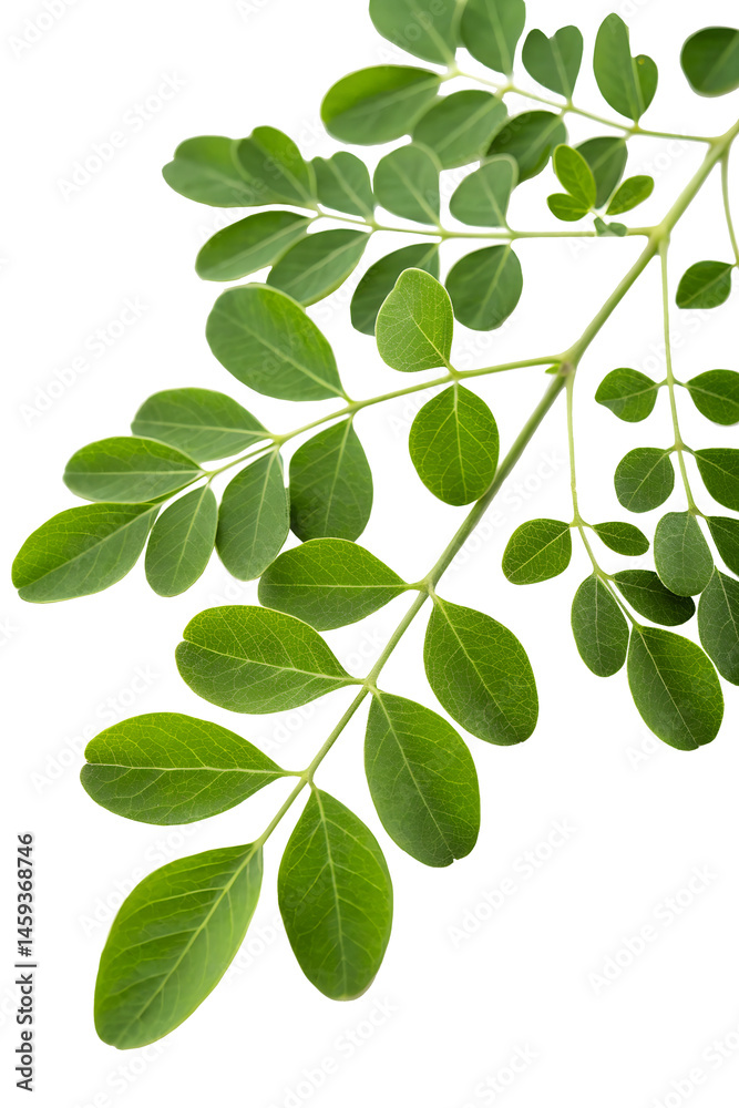 Obraz premium Fresh Moringa leaves isolated on transparent PNG.