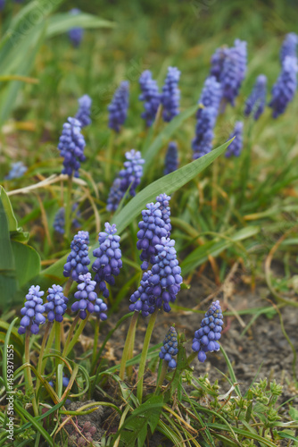 Szafirek armeński, Muscari armeniacum photo
