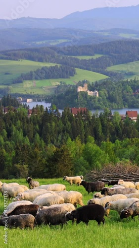 Czorsztyn village in Poland with grazing sheep, lush meadows, Pieniny Mountains on the Polish-Slovak border, and Niedzica Castle at sunset in the background on a spring day.