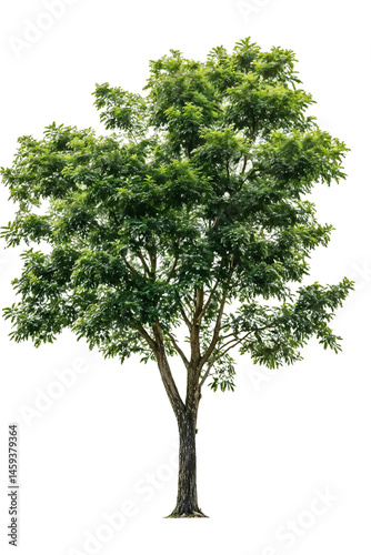 Foto Isolated green tree with defined trunk and full leafy canopy on transparent back