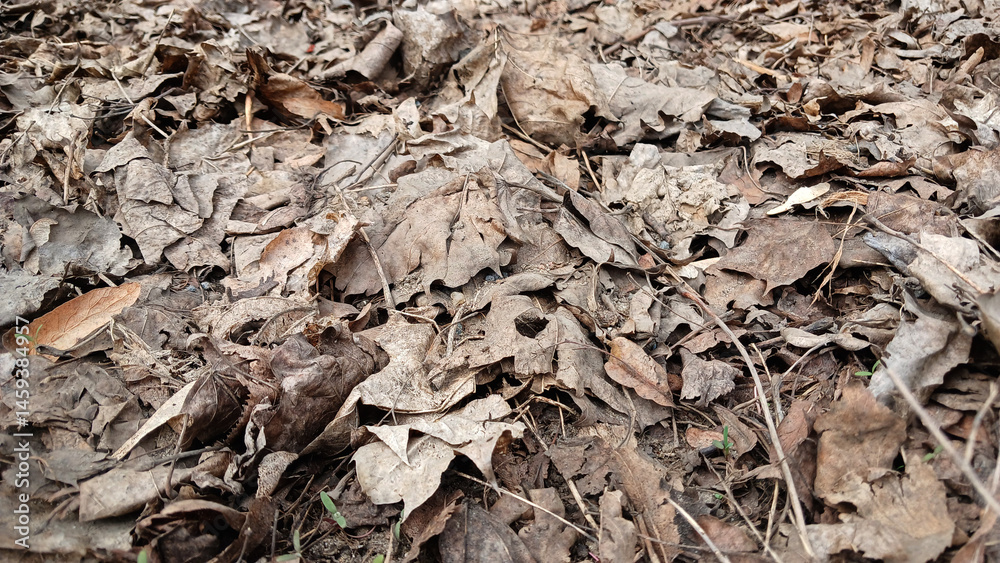 Last Year's Dry Leaves on Forest Ground, close up