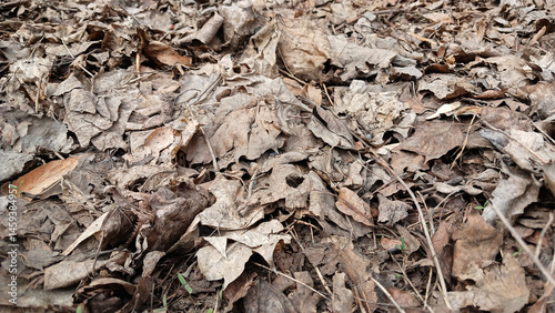 Obraz na płótnie Last Year's Dry Leaves on Forest Ground, close up w salonie
