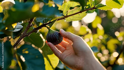 A hand holds a ripe fig on a vibrant tree branch surrounded by lush green leaves. This moment captures the essence of picking fresh fruit, embracing nature's gifts.