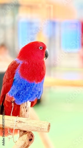 Red and Blue Macaw Parrot with branch. Portrait of bird.