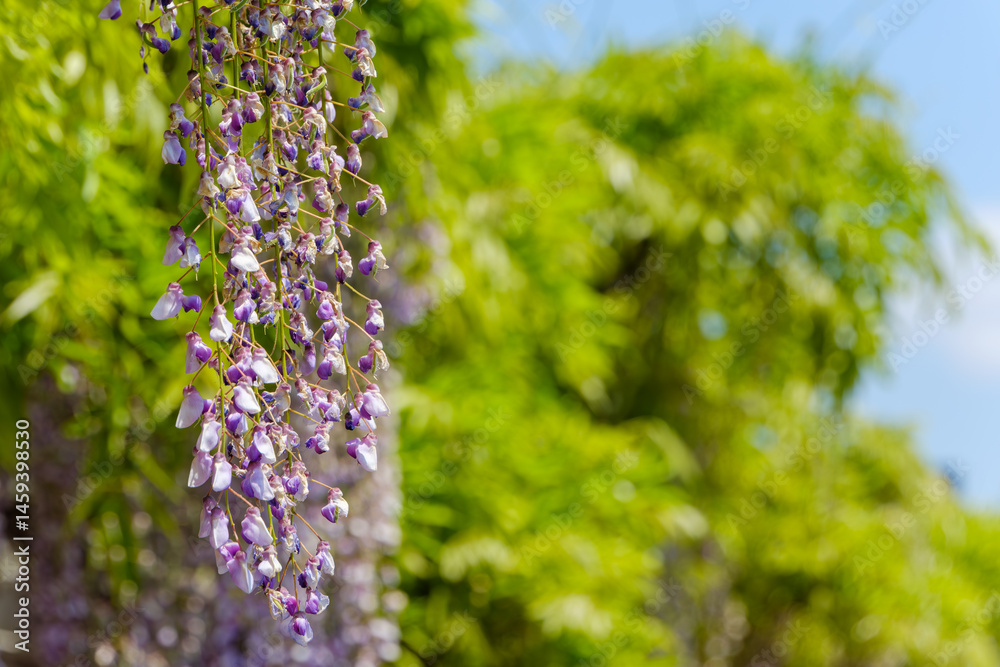 Obraz premium 新緑の中に咲く藤の花房