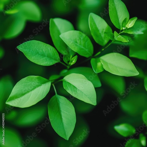 Wallpaper Mural Green leaves on dark background Torontodigital.ca