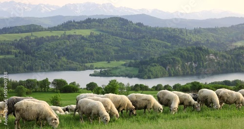 Czorsztyn village in Poland with grazing sheep, lush meadows, Pieniny Mountains on the Polish-Slovak border, and Niedzica Castle at sunset in the background on a spring day.