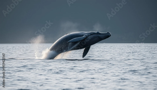 Majestic Whale Jumping Out of Water