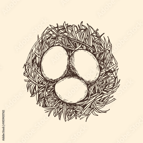 Eggs in the nest sketch outline illustration. Eggs doodle drawing in engraving style top view. Hand drawn vector line art clipart isolated