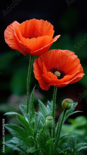 Vibrant orange poppy flowers with water droplets on petals in outdoor green garden
