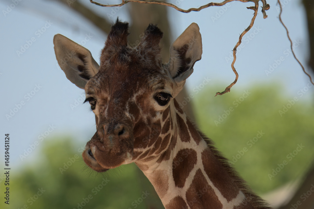 Fototapeta premium portrait of a giraffe