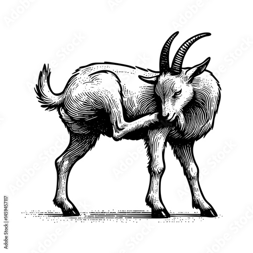 vintage black and white ink illustrations of goat in various poses, isolated on white background, rustic countryside farm style, detailed sketch.