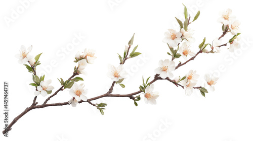 Almond flower with small white flowers and green leaves, Almond flower with small white flowers and greenness, Almond white flowers among green leaves, on a transparent backgrounds