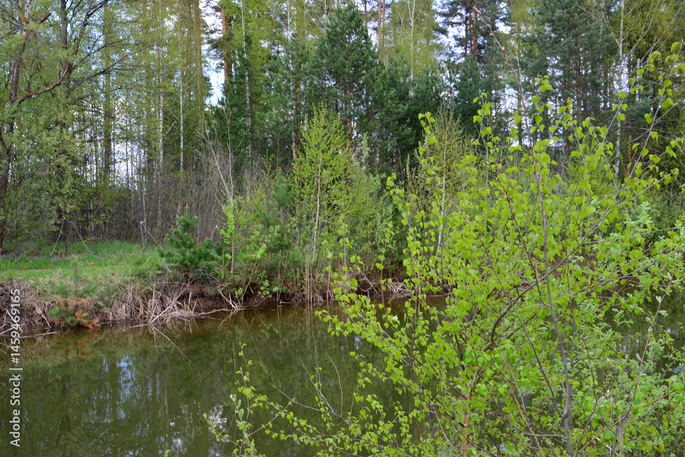 Obraz premium A river flowing through a lush green forest in springtime