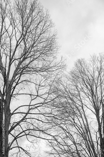 silhouette of a tree