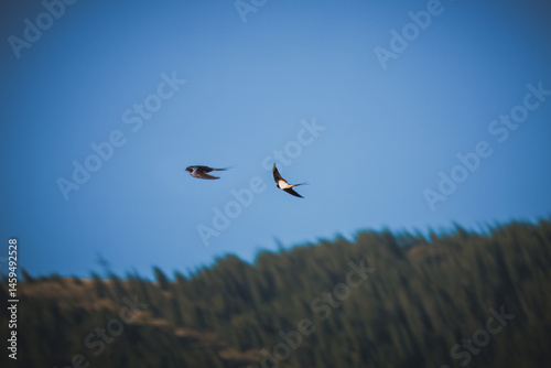 two flying swallos at the blue sky