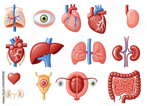 3D Vector Human Organ – Medical Illustration for Health Awareness and Organ Donation Concept