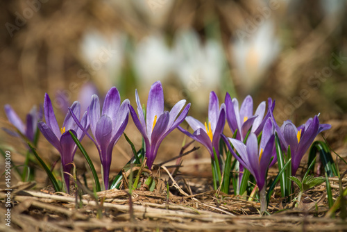 crocus flower on a mountain meadow at a spring day