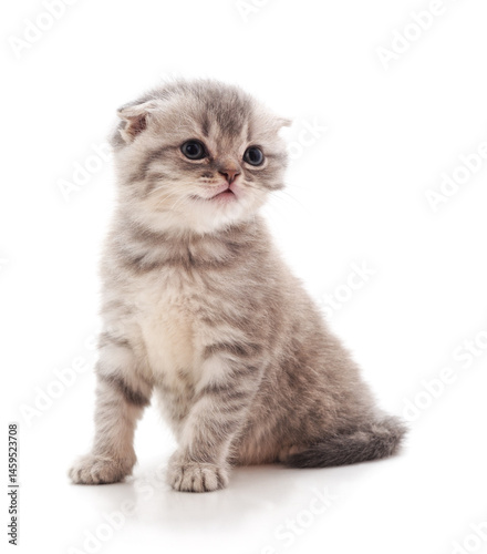 Small gray kitten.