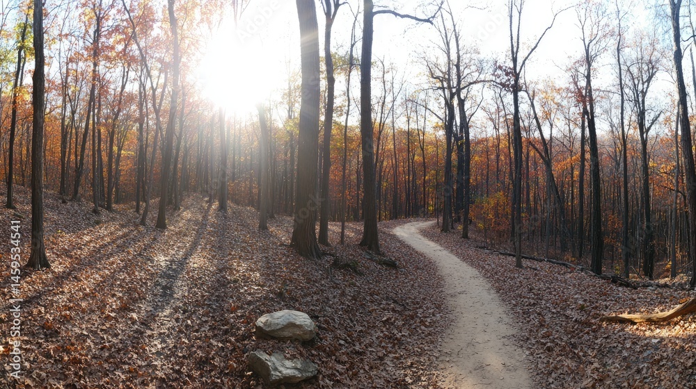 Obraz premium Autumnal forest path winding through sunlight and shadows.
