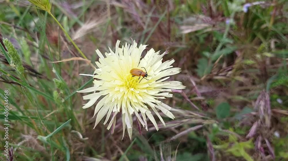 Fleurs des champs